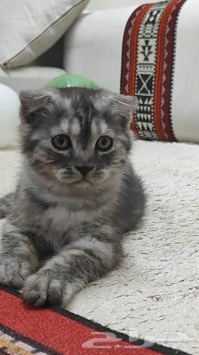 Scottish Fold Kitten64450960949505113