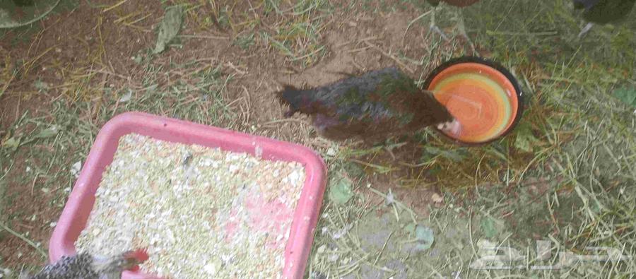 ديوك ودجاج للبيع64457077438467111