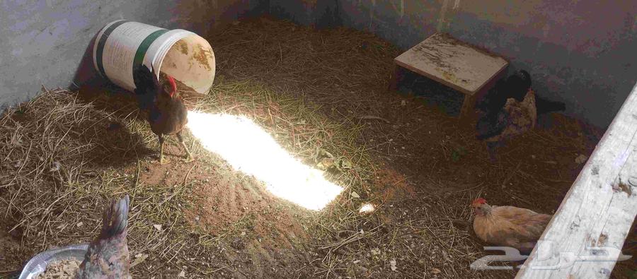 ديوك ودجاج للبيع64457077438467110