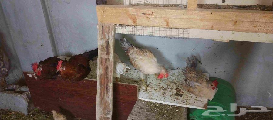ديوك ودجاج للبيع64457077438467112