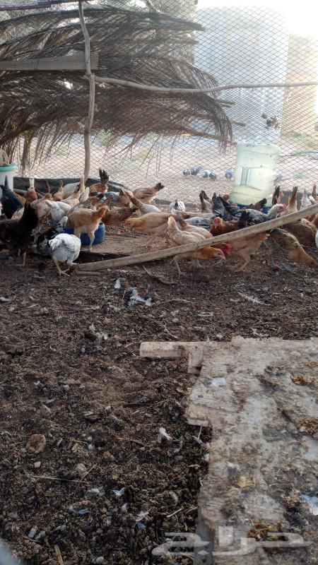 دجاج للبيع عل 12 الحبه64451499404929113