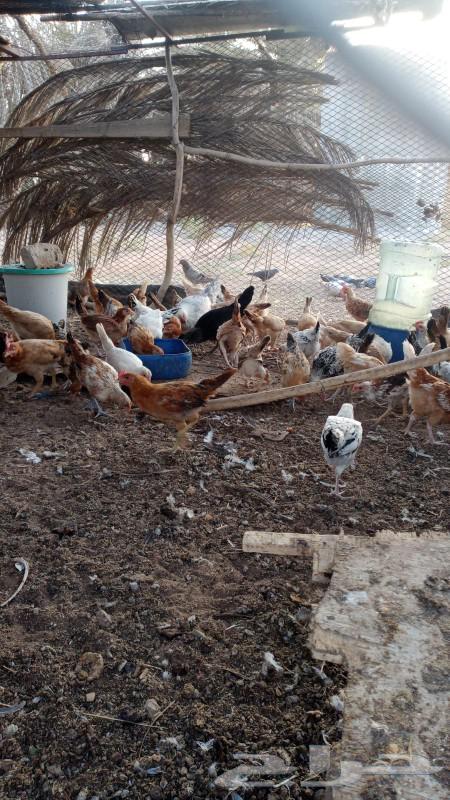 دجاج للبيع عل 12 الحبه64451499404929111