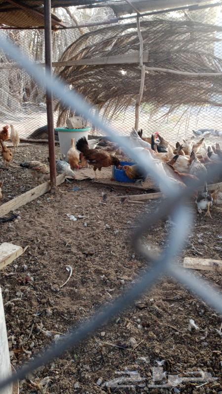 دجاج للبيع عل 12 الحبه64451499404929112