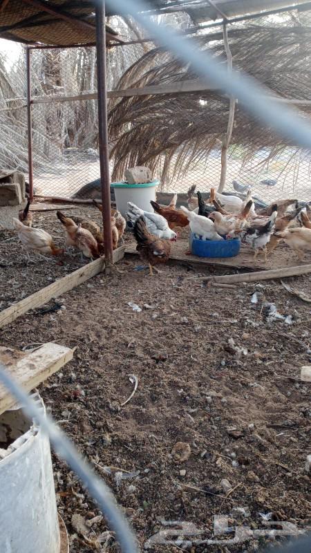 دجاج للبيع عل 12 الحبه64451499404929110