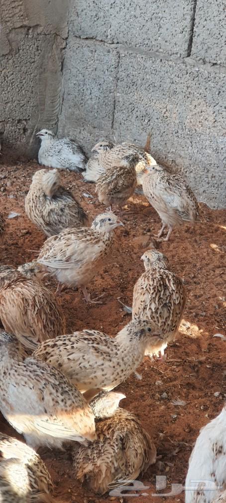 Selling broilers, age 22 days, more or less, quantity 50 pairs64455659366786110