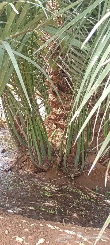 فسايل للبيع64451257991043113