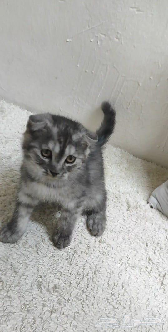 Scottish Fold Kitten64450960949505111