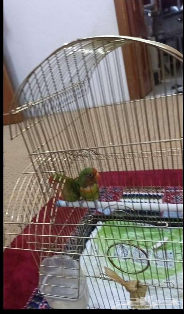 عصافير روز صحتهم جيدة مع القفص وكيس اكل64456763334915111
