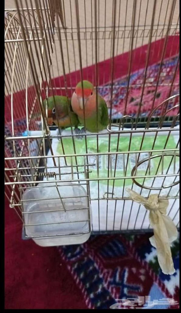 عصافير روز صحتهم جيدة مع القفص وكيس اكل64456763334915112