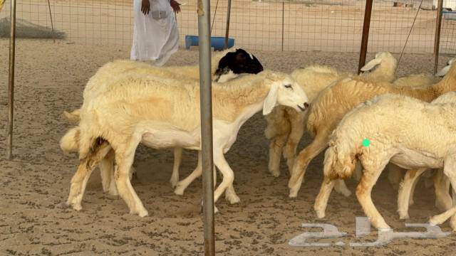 رخال حريات صنف الصنف جدعات كفو عددها 20 بالفحل64455838532226110