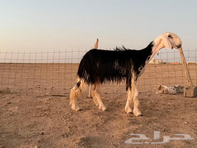 رخال نجد صنف معرفات ( تم البيع)64455290917633114