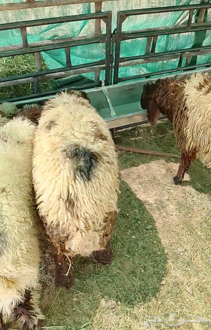 ذبياح زبده شي ناهي اسعار معقوله64447042524929110