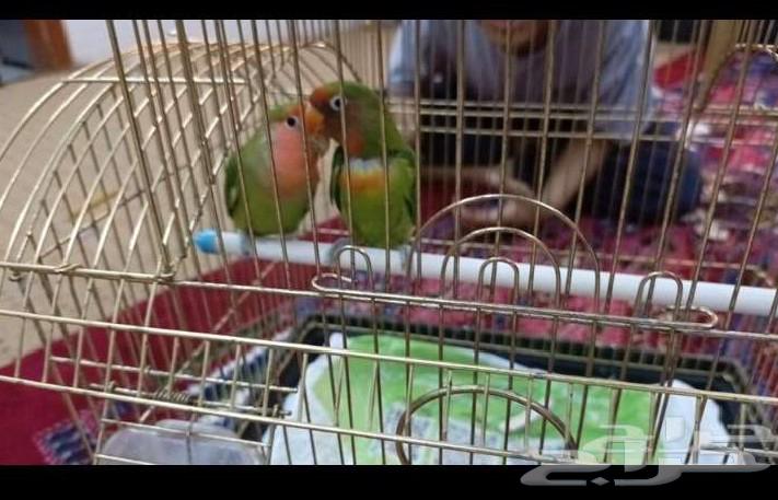 عصافير روز صحتهم جيدة مع القفص وكيس اكل64456763334915110