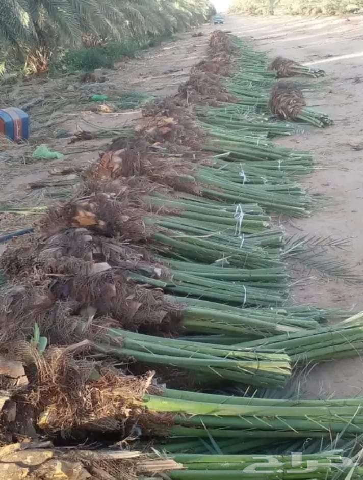 نخل للبيع نخل ثمر64451606395650113