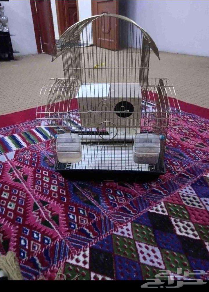 عصافير روز صحتهم جيدة مع القفص وكيس اكل64456763334915113