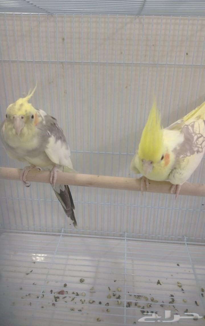 Crown Pair64456845051139110