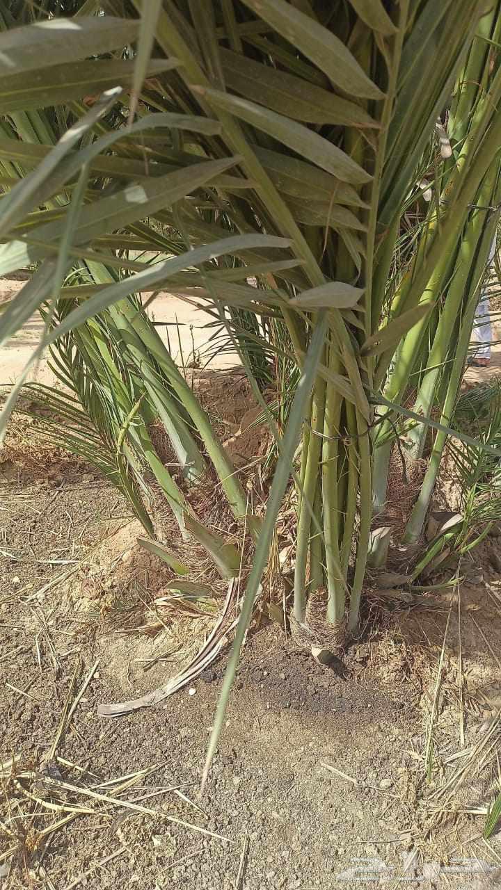 فسايل للبيع64451257991043112