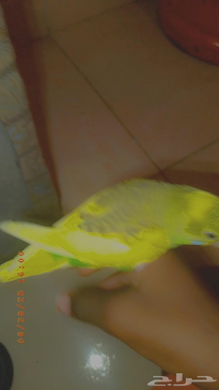 Exchange64451432426370110