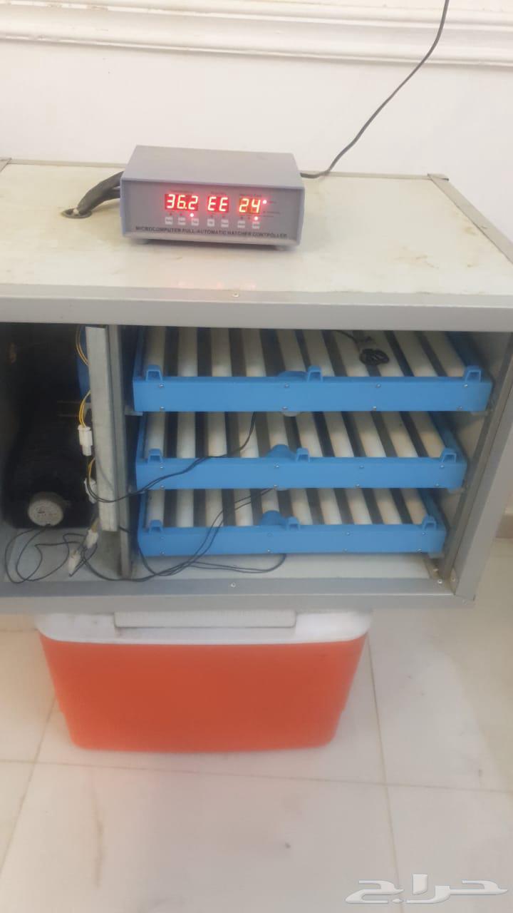 Incubator64453778791553110