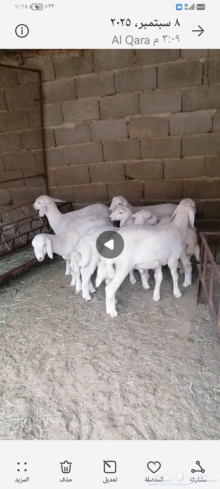 بهم للبيع64456612856577110