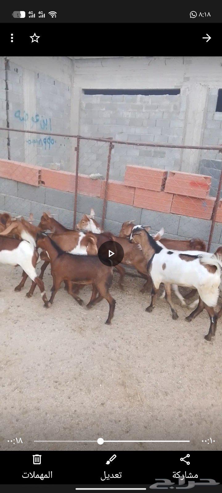 Tiyos from Dira sheep, tasty and clean64455796641795110