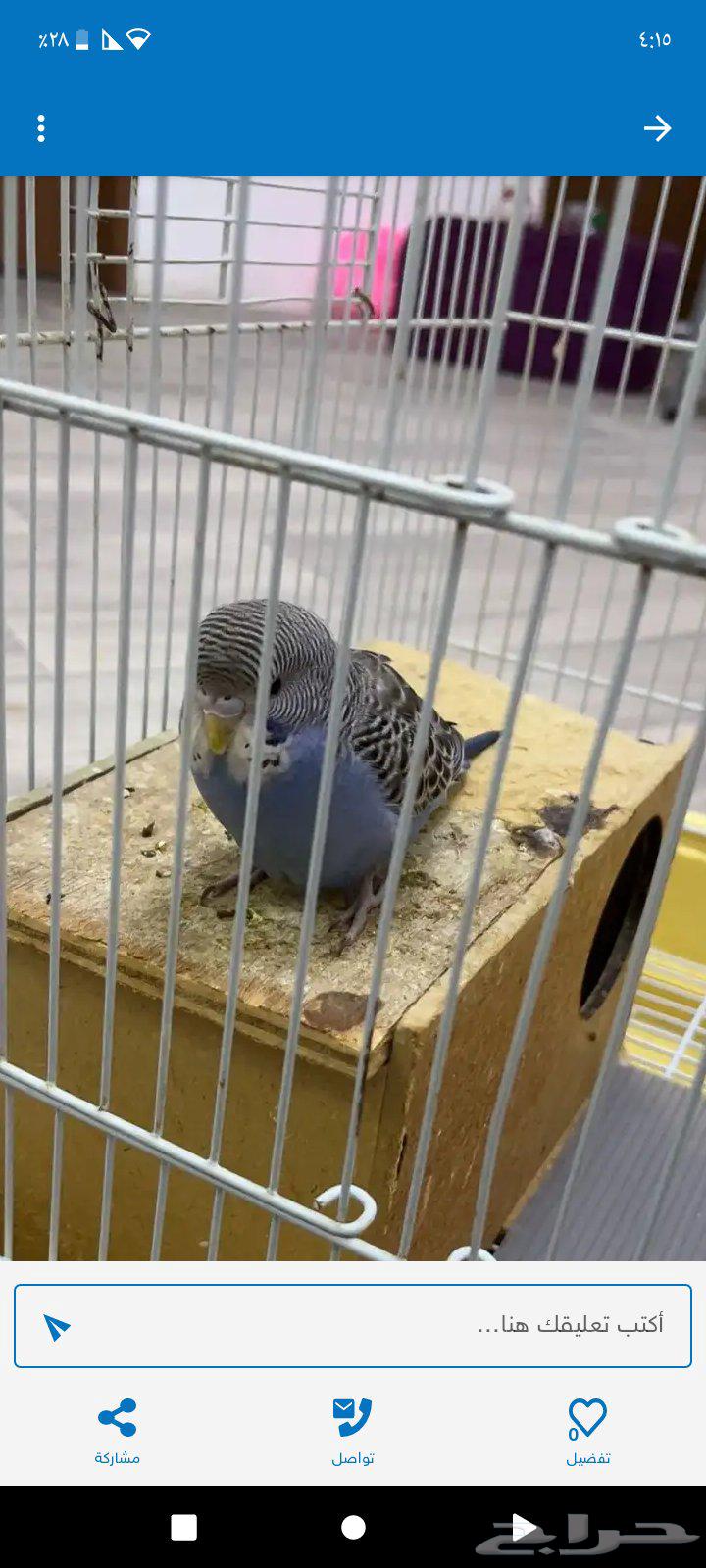 طيور بادجي للبيع64450185011586110