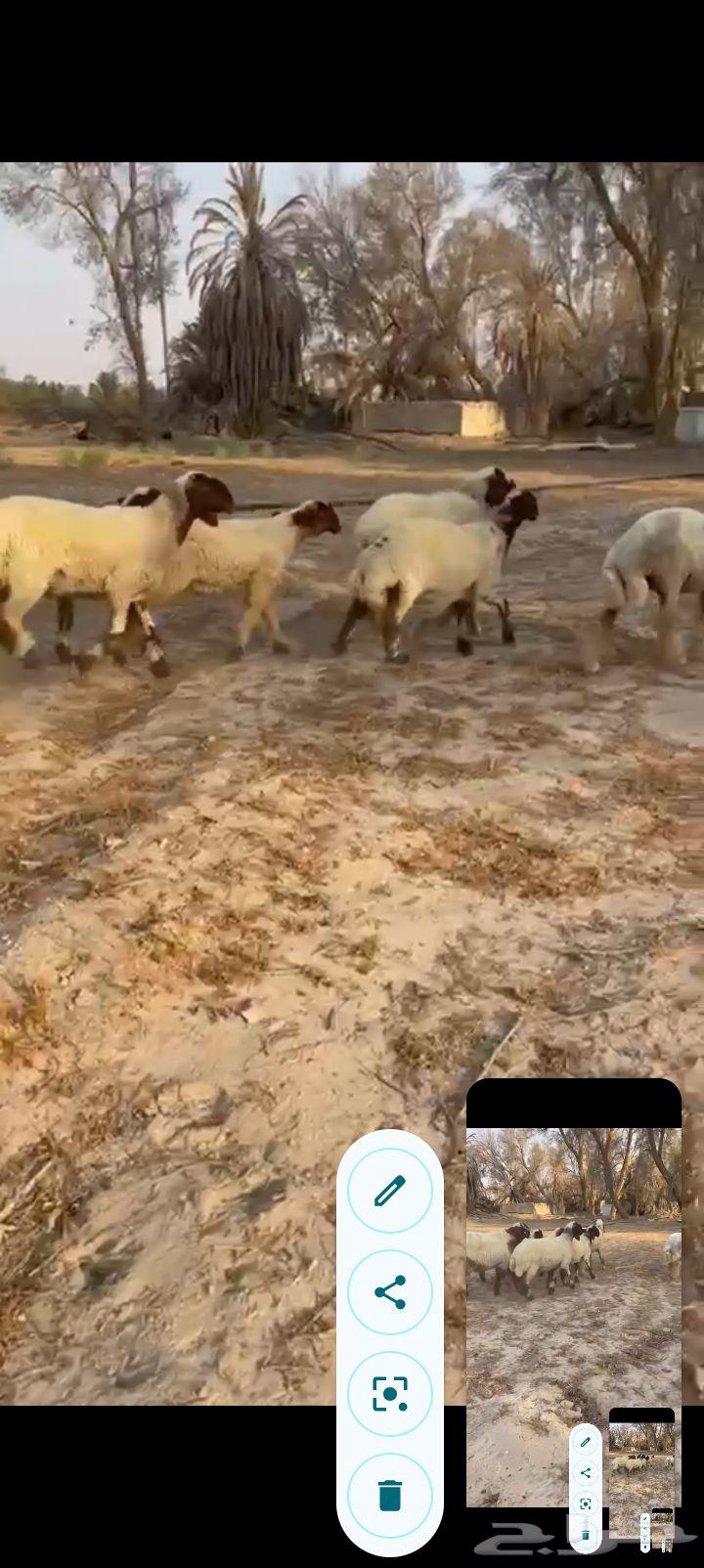 جذعات نعيم صنف خصم ب2500 مع الفحل64451659547395113