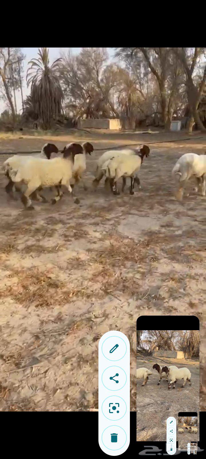 جذعات نعيم صنف خصم ب2500 مع الفحل64451659547395112