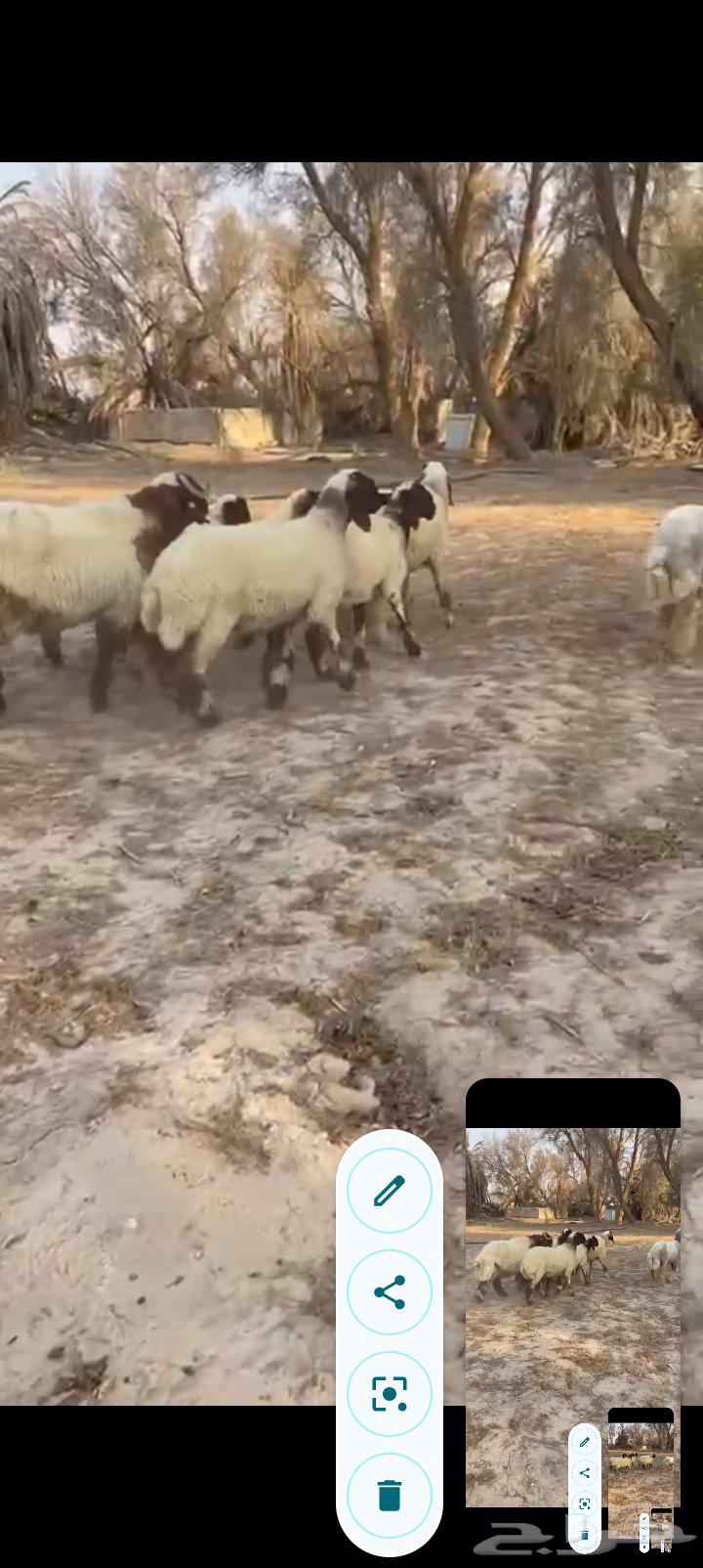 جذعات نعيم صنف خصم ب2500 مع الفحل64451659547395114