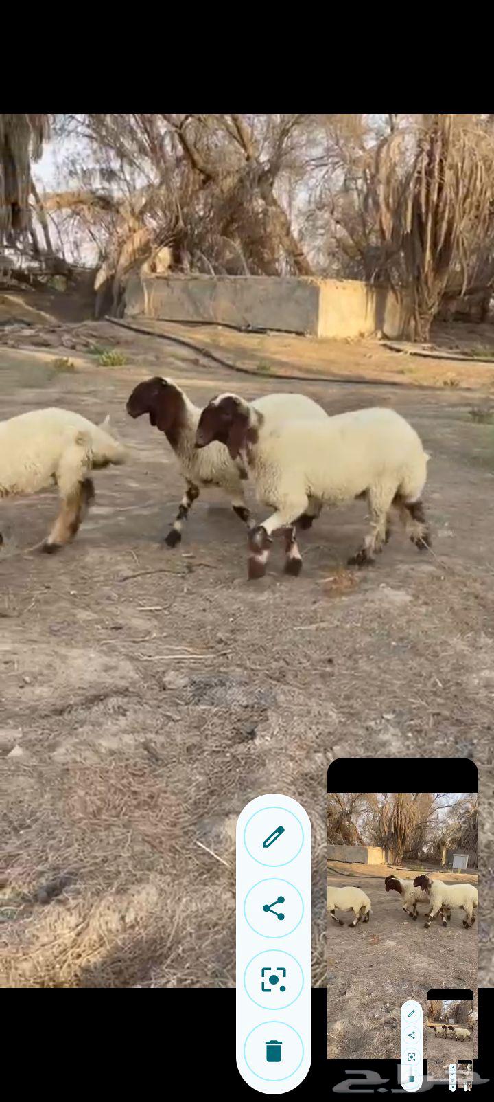 جذعات نعيم صنف خصم ب2500 مع الفحل64451659547395111