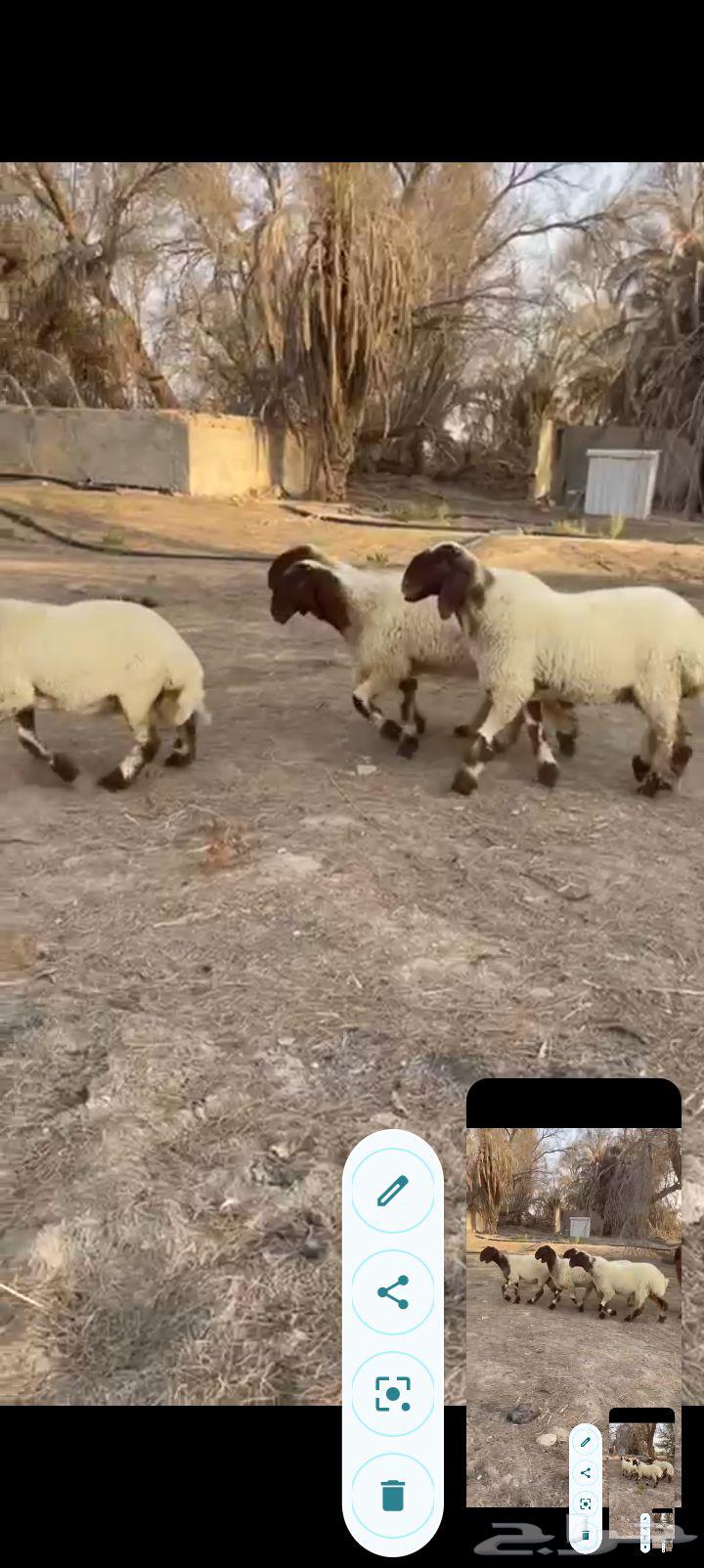 جذعات نعيم صنف خصم ب2500 مع الفحل64451659547395110