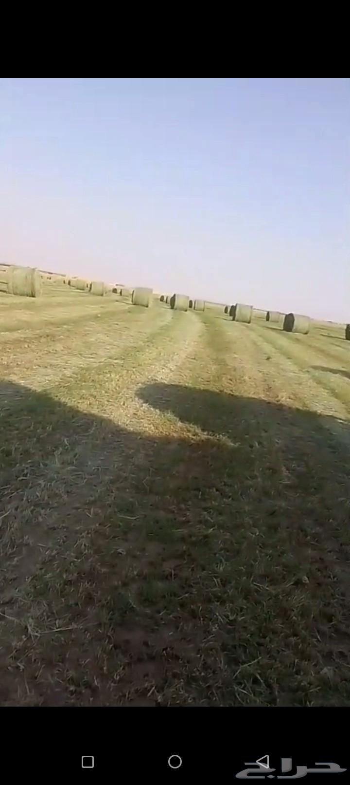 لفات رودس صوفي طيب64452495733763113