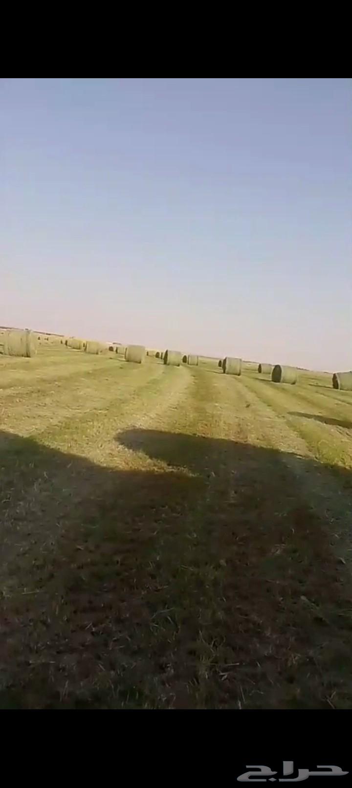 لفات رودس صوفي طيب64452495733763110