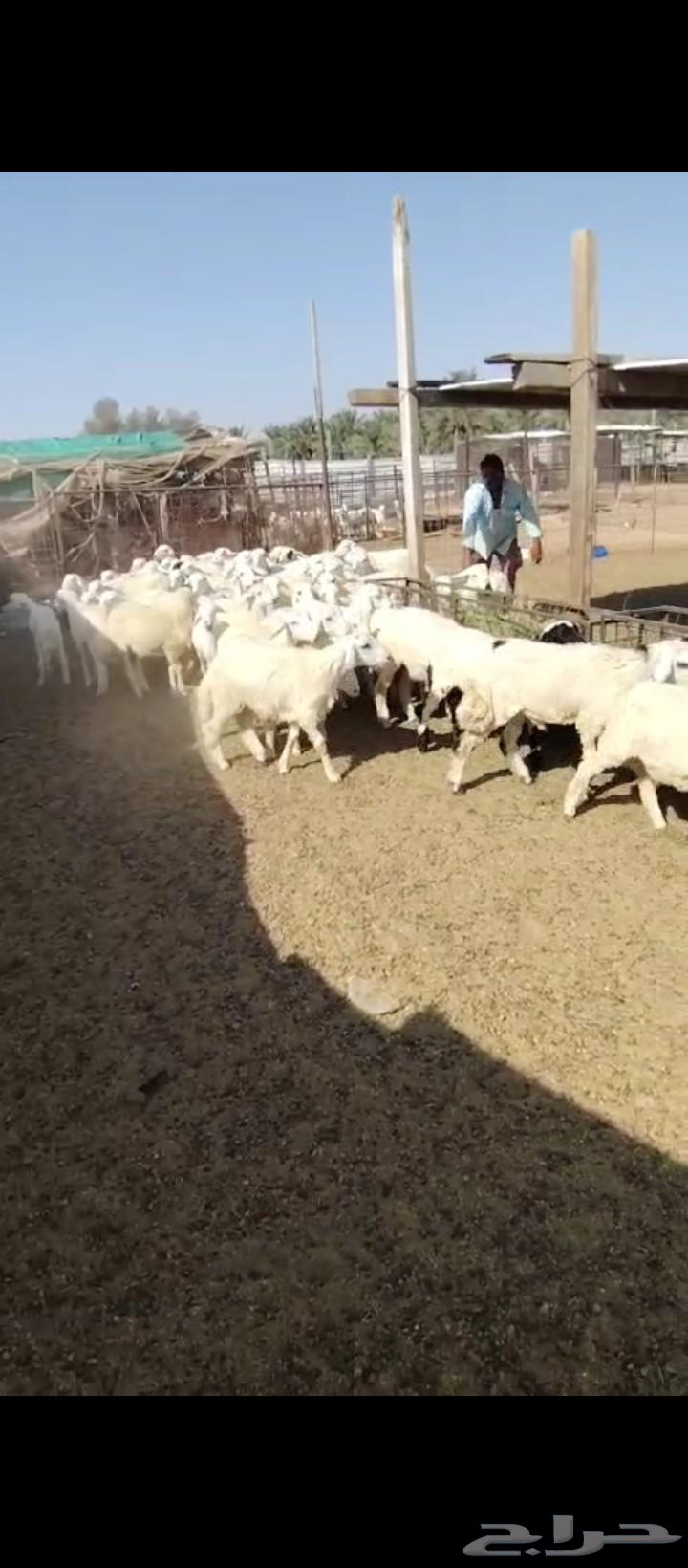 بهم للبيع64454413899011110