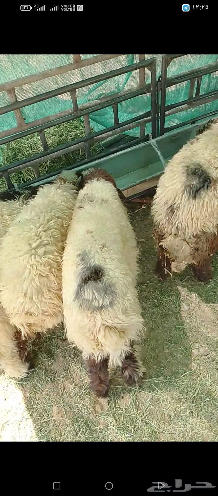 ذبياح زبده شي ناهي اسعار معقوله64447042524929112