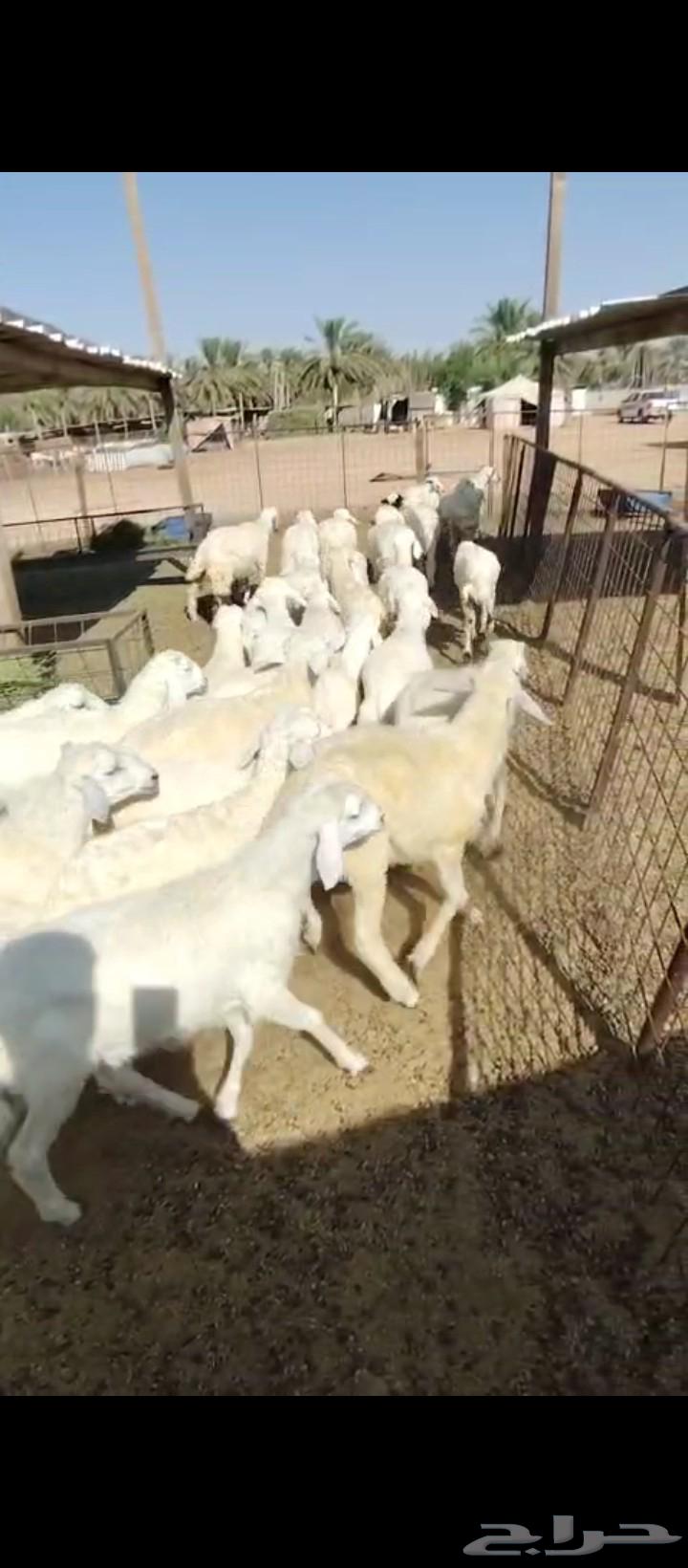 بهم للبيع64454413899011112