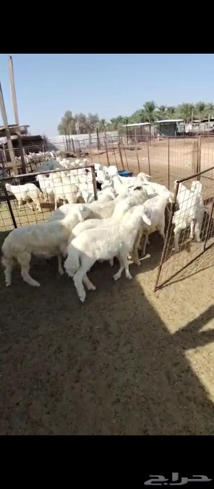 بهم للبيع64454413899011111