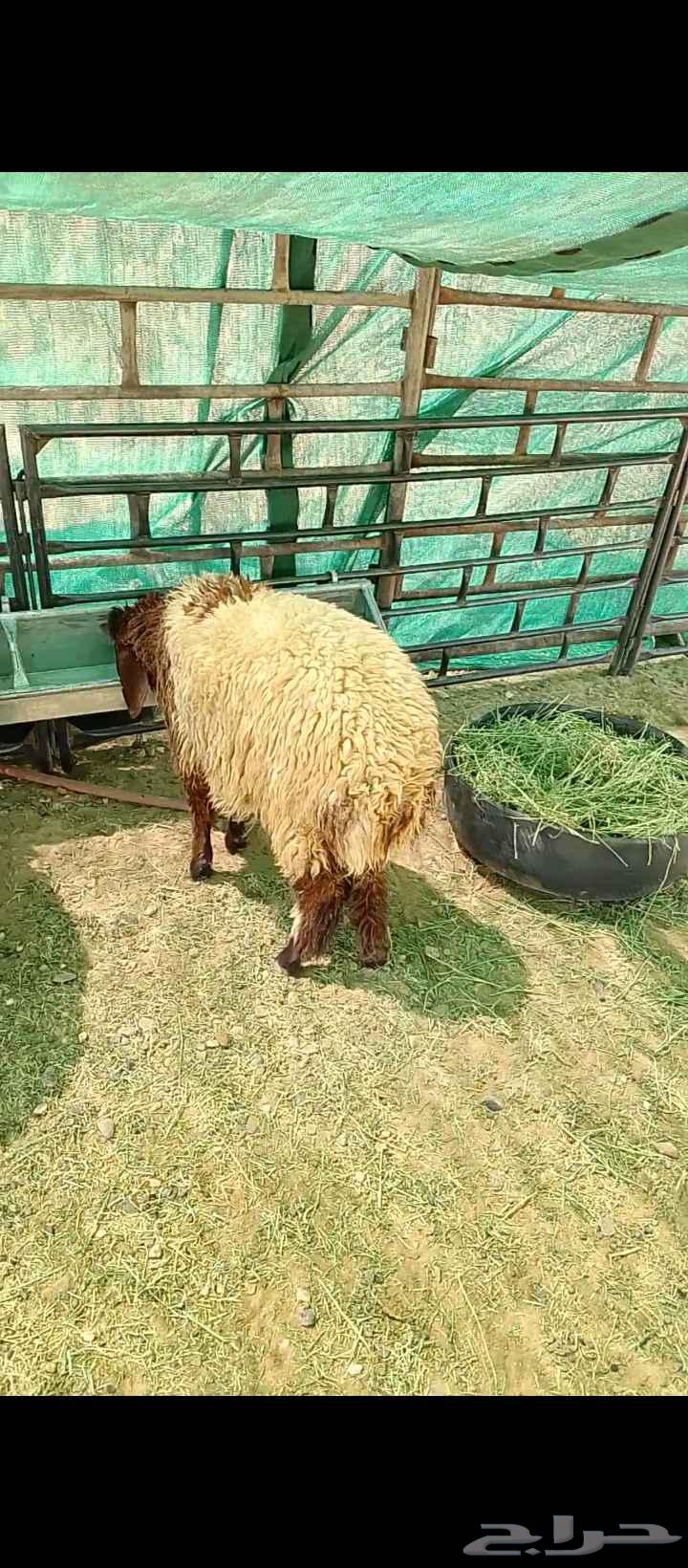 ذبياح زبده شي ناهي اسعار معقوله64447042524929111