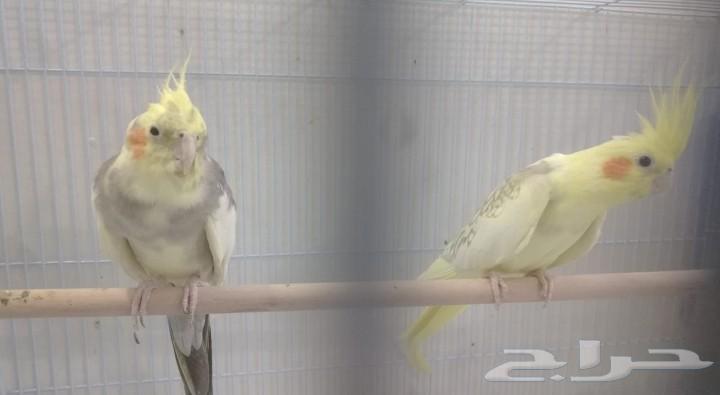 Crown Pair64456845051139111