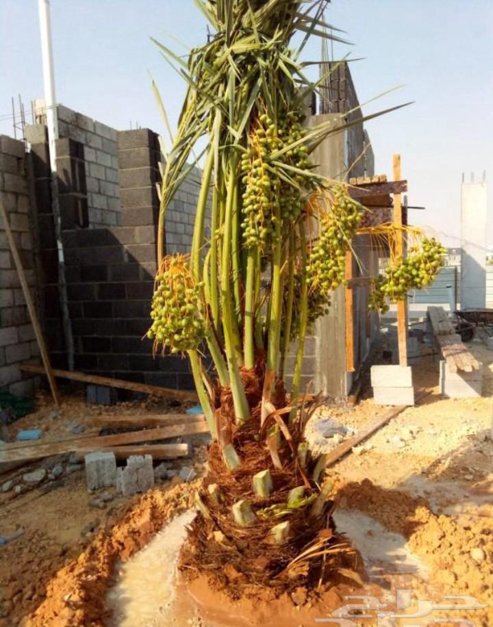 نخل مثمر نخيل نقايل جثايث اخلاص سكري برحي صقعي شيشي هلالي مج64451566013442114