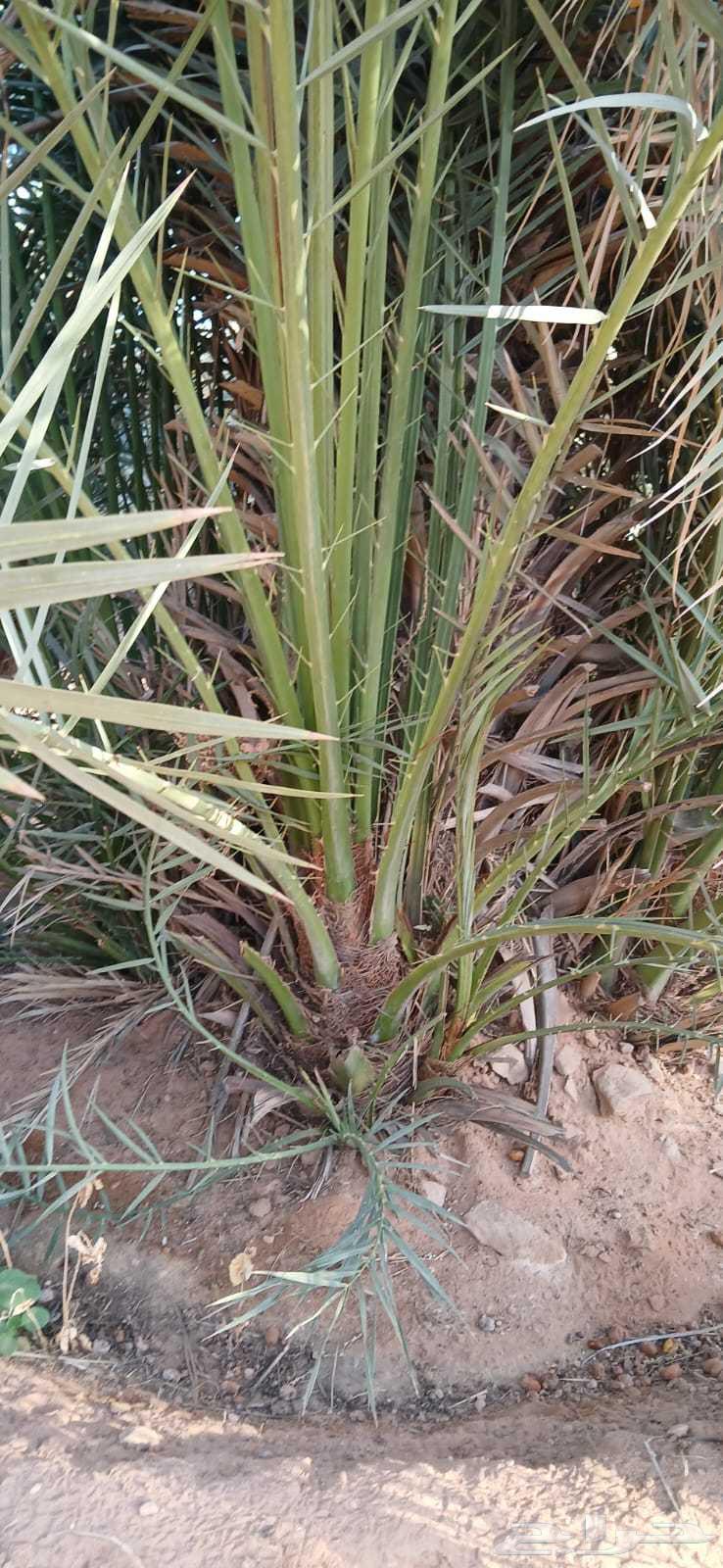 فسايل للبيع64451257991043114