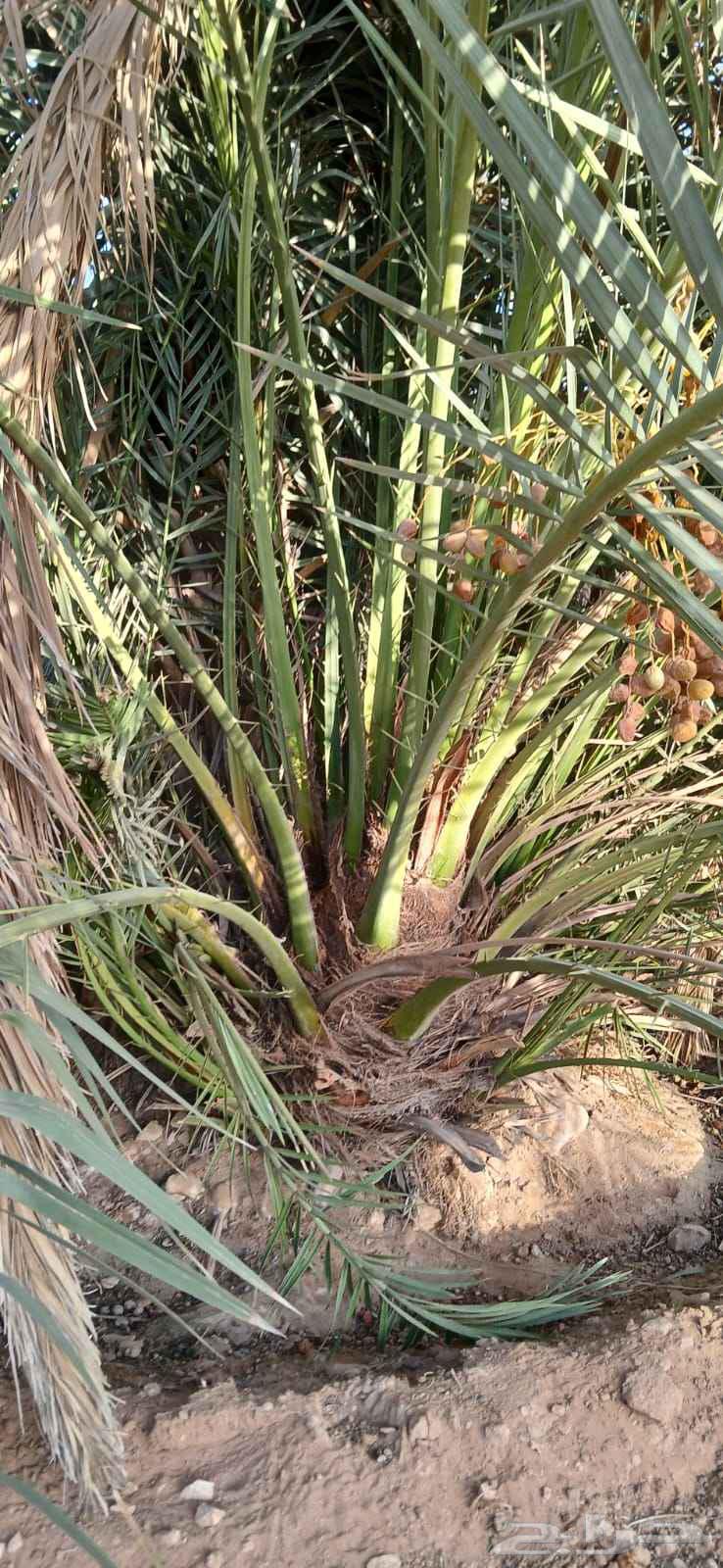 فسايل للبيع64451257991043110