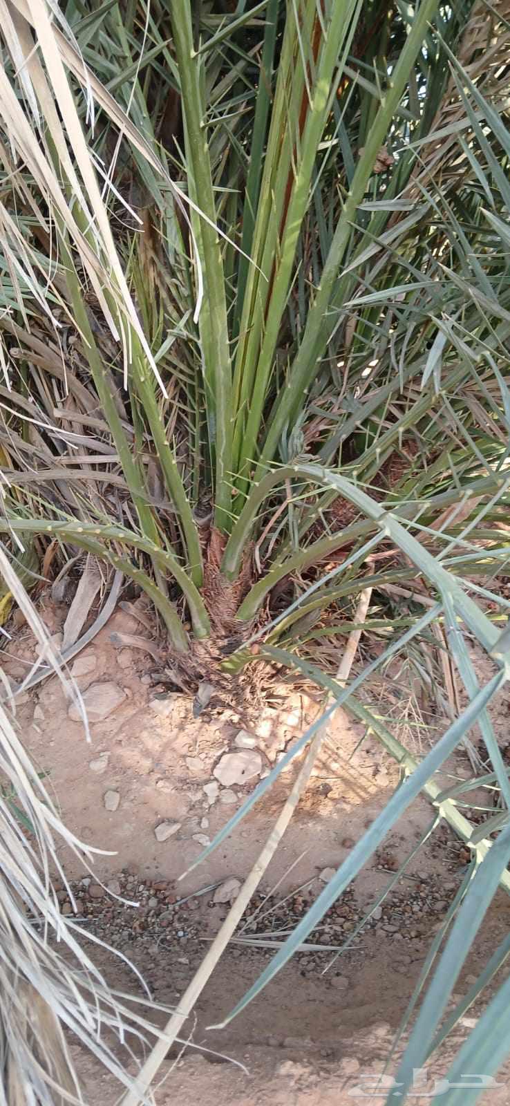 فسايل للبيع64451257991043111