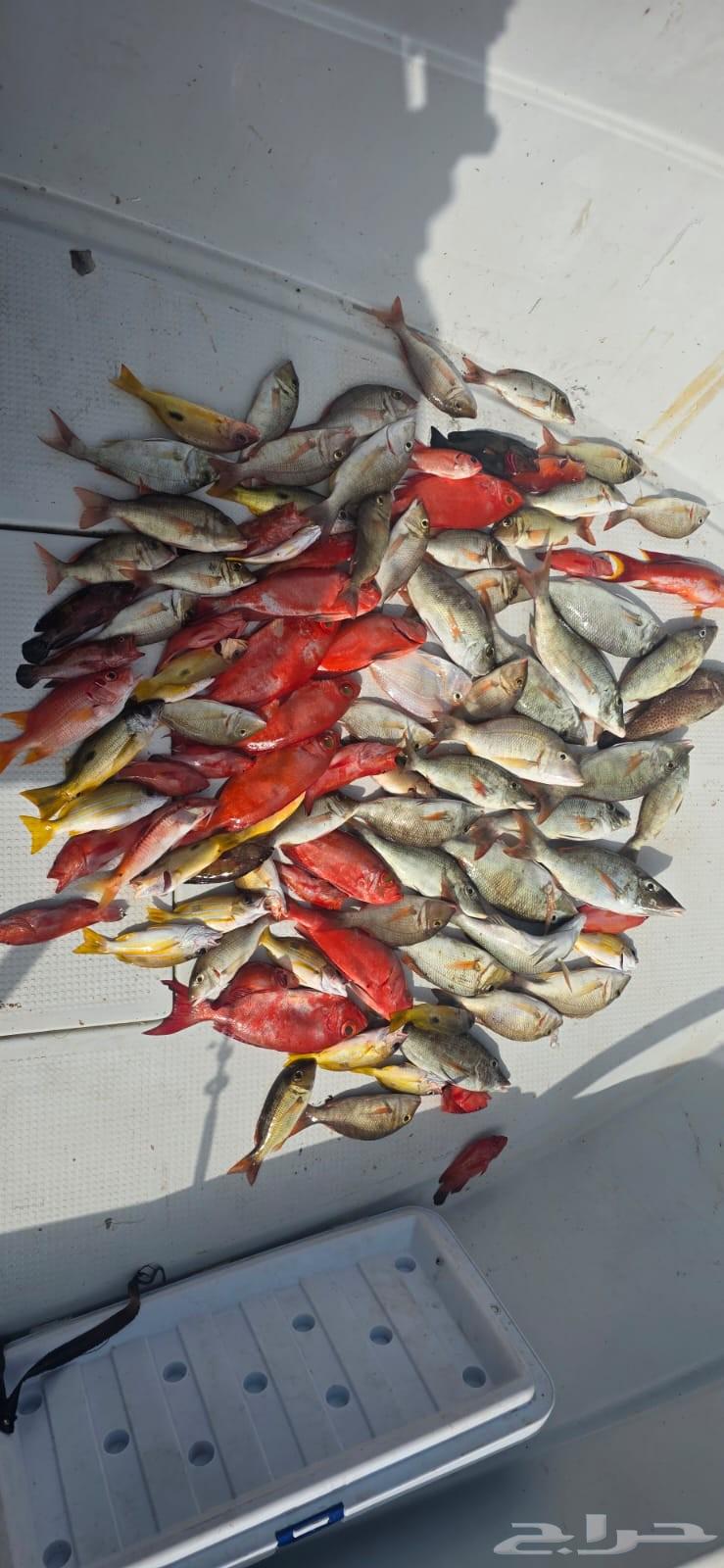 Private 8+ Hour Boat Trip for Adventure and Relaxation64452766408705113