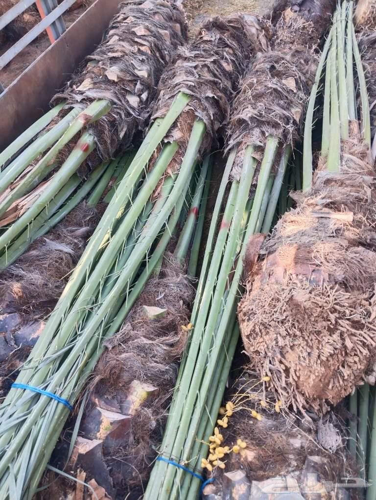 نخل للبيع نخل ثمر64451606395650114