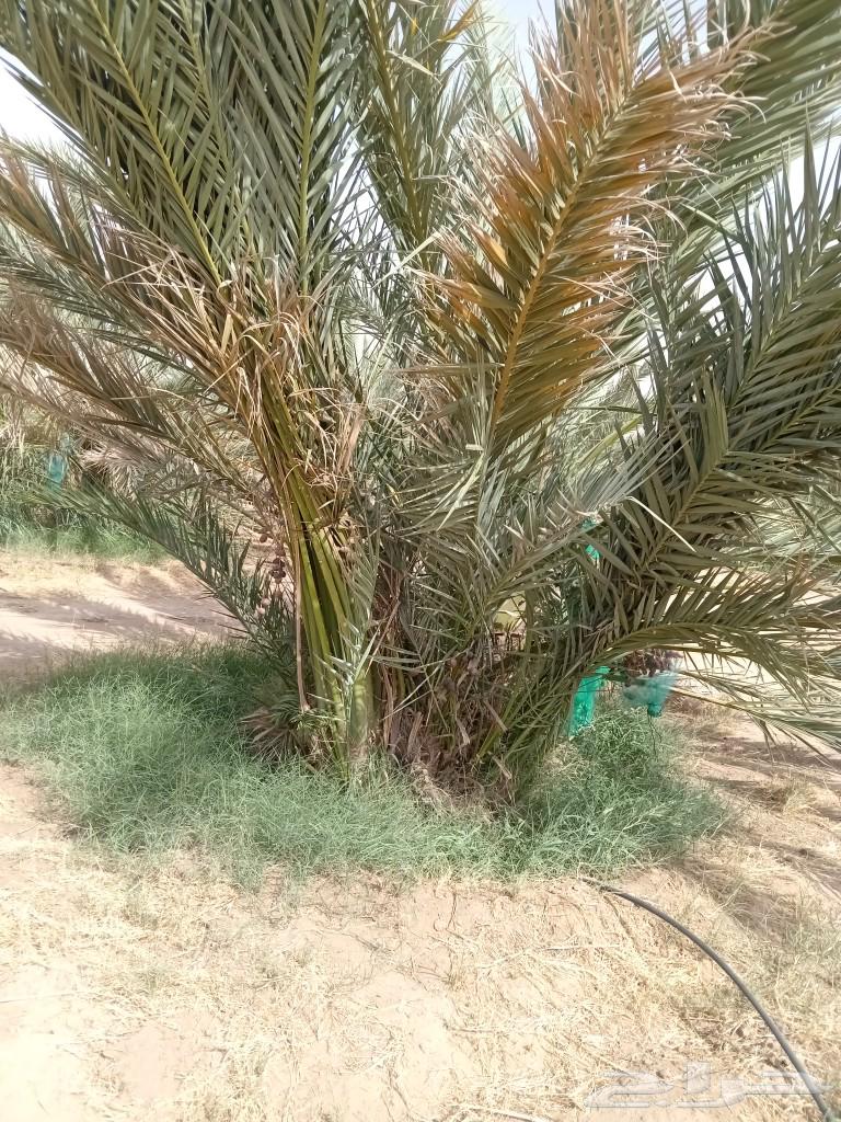 نخل للبيع64452023096706111