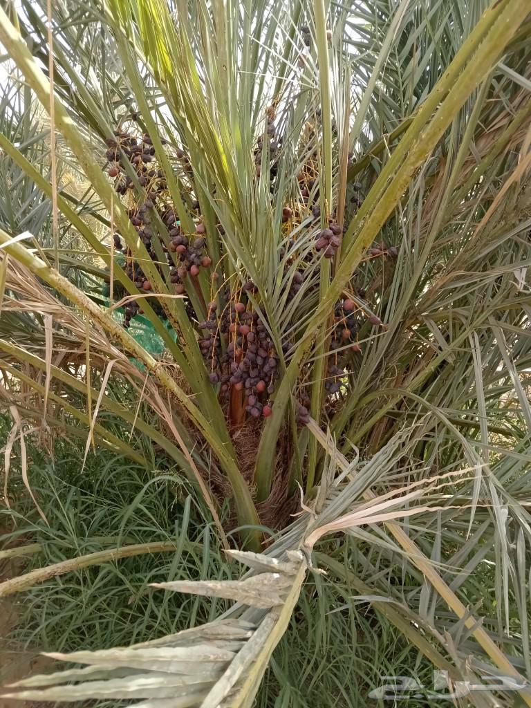 نخل للبيع64452023096706110