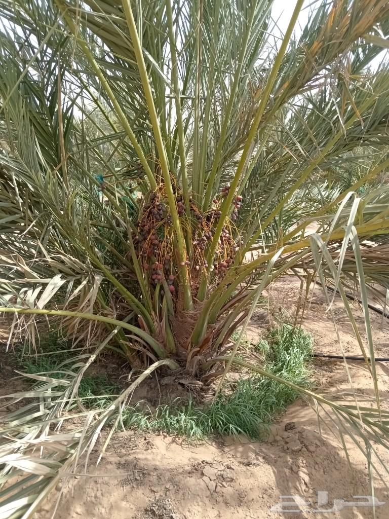 نخل للبيع64452023096706112
