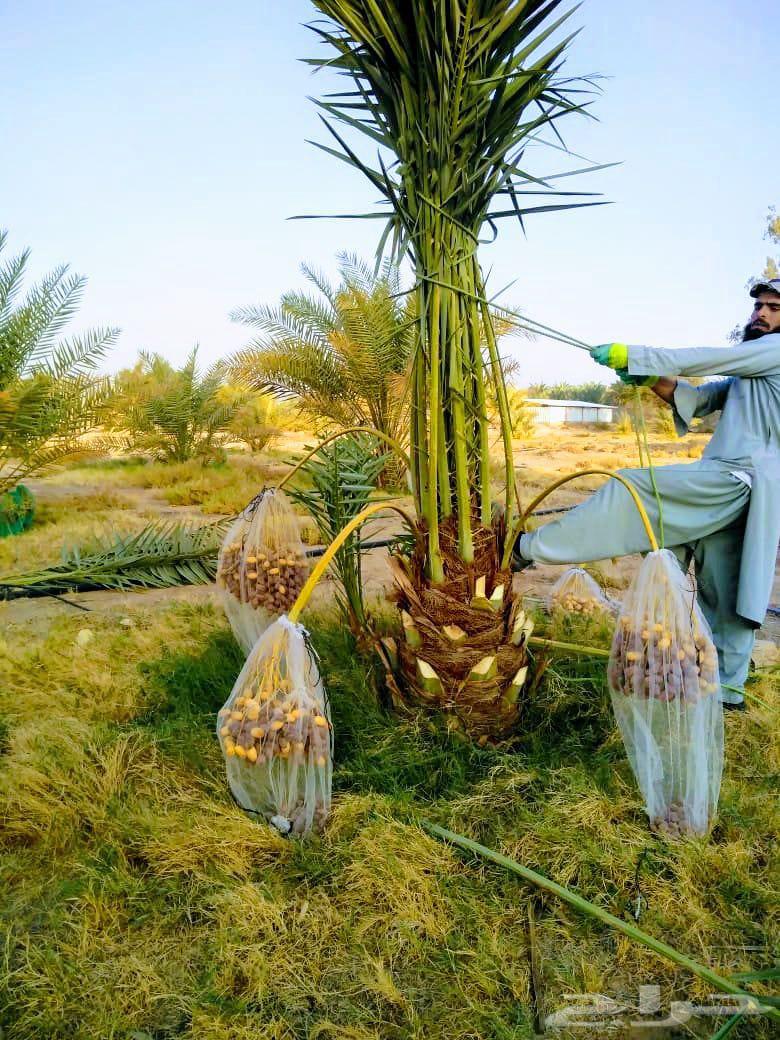 نخل مثمر نخيل نقايل جثايث اخلاص سكري برحي صقعي شيشي هلالي مج64451566013442111
