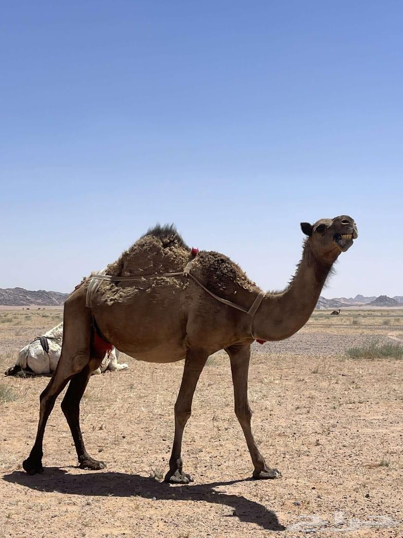 للبيع انياق لقحات64431767849345112